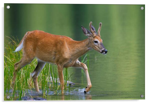 White-Tailed Deer Crossing Lake Acrylic by Arterra 