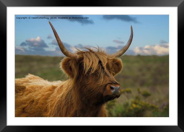 Highland Cow Gaze Framed Mounted Print by rawshutterbug 