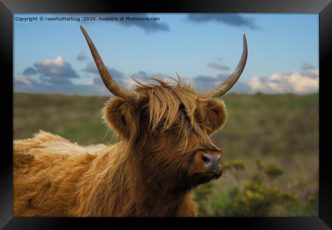 Highland Cow Gaze Framed Print by rawshutterbug 