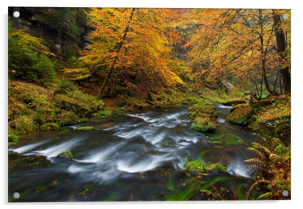Stream in Autumn Forest Acrylic by Arterra 