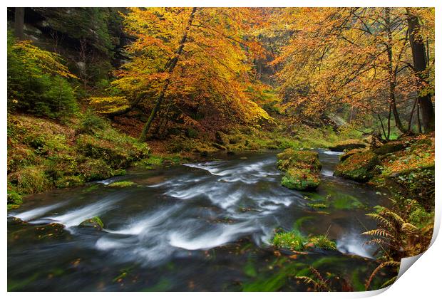 Stream in Autumn Forest Print by Arterra 
