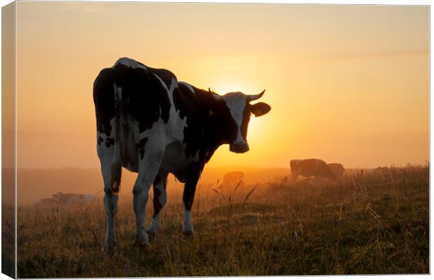 Friesian Cow in Field at Sunrise Canvas Print by Arterra 