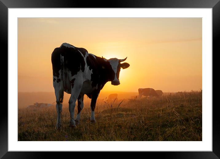 Friesian Cow in Field at Sunrise Framed Mounted Print by Arterra 