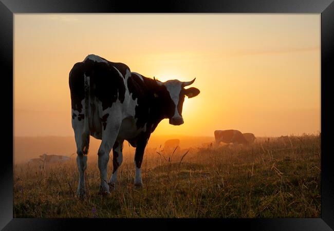 Friesian Cow in Field at Sunrise Framed Print by Arterra 