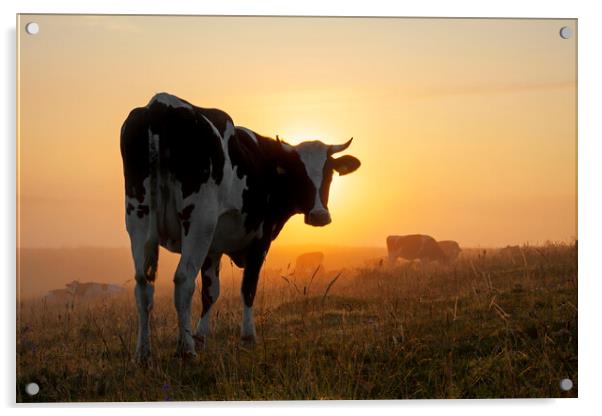 Friesian Cow in Field at Sunrise Acrylic by Arterra 