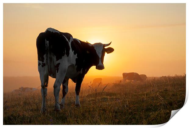 Friesian Cow in Field at Sunrise Print by Arterra 