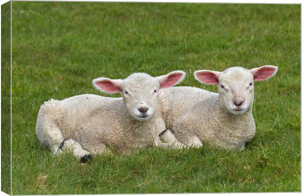 Two White Lambs Canvas Print by Arterra 