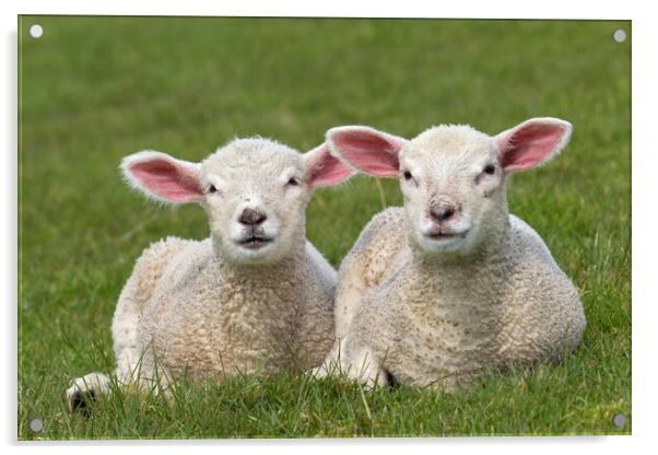 Two White Lambs in Meadow Acrylic by Arterra 