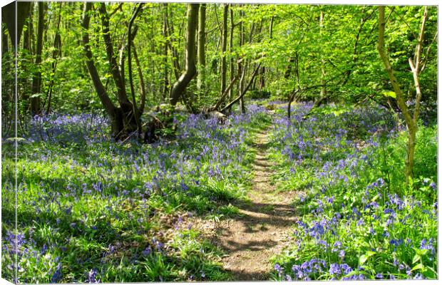 Bluebells at Norsey Wood, Billericay, Essex, UK Canvas Print by Peter Bolton