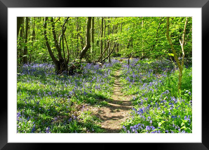 Bluebells at Norsey Wood, Billericay, Essex, UK Framed Mounted Print by Peter Bolton