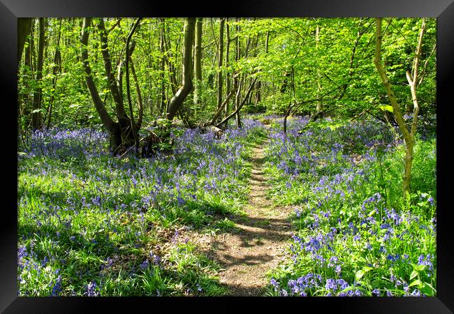 Bluebells at Norsey Wood, Billericay, Essex, UK Framed Print by Peter Bolton