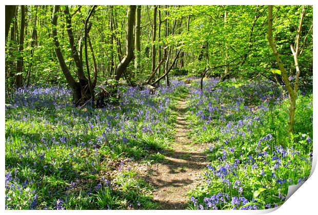 Bluebells at Norsey Wood, Billericay, Essex, UK Print by Peter Bolton