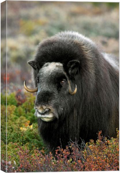 Muskox on the Tundra, Norway Canvas Print by Arterra 