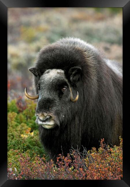 Muskox on the Tundra, Norway Framed Print by Arterra 