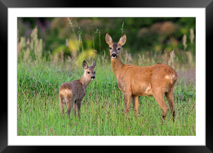 Roe Deer with Fawn Framed Mounted Print by Arterra 
