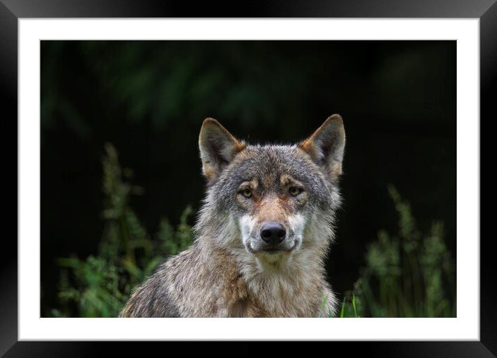 Solitary Grey Wolf in Forest Framed Mounted Print by Arterra 