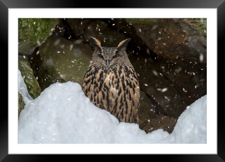 Eurasian Eagle Owl in Winter Framed Mounted Print by Arterra 