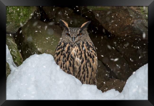 Eurasian Eagle Owl in Winter Framed Print by Arterra 