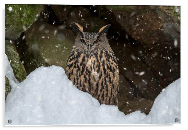 Eurasian Eagle Owl in Winter Acrylic by Arterra 