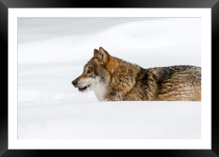 Grey Wolf Hunting in the Snow Framed Mounted Print by Arterra 