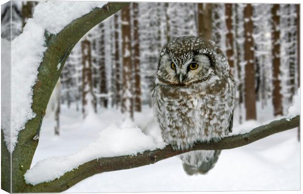 Tengmalm's Owl in the Snow in Winter Canvas Print by Arterra 