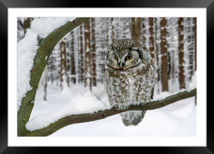 Tengmalm's Owl in the Snow in Winter Framed Mounted Print by Arterra 
