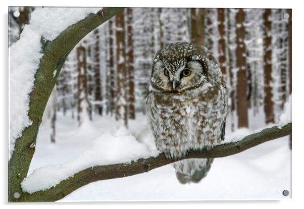 Tengmalm's Owl in the Snow in Winter Acrylic by Arterra 