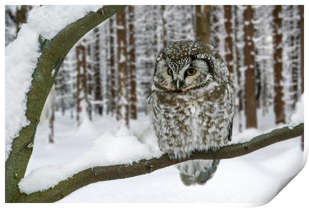 Tengmalm's Owl in the Snow in Winter Print by Arterra 