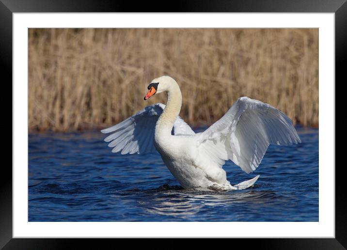 Mute Swan Spreading Wings Framed Mounted Print by Arterra 