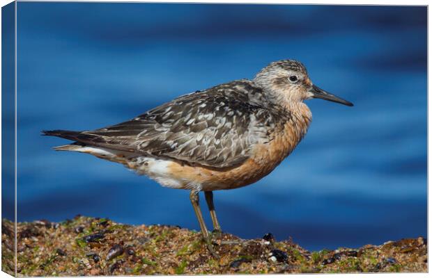 Red Knot, Calidris canutus Canvas Print by Arterra 