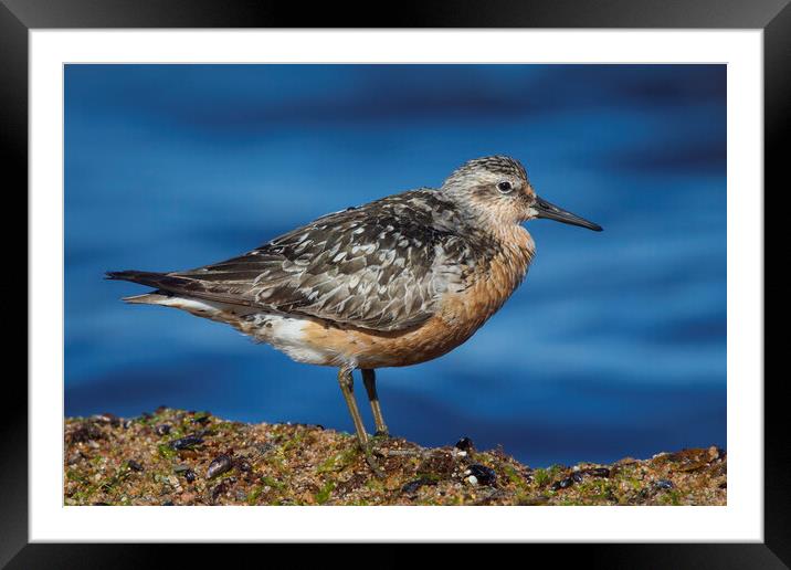 Red Knot, Calidris canutus Framed Mounted Print by Arterra 