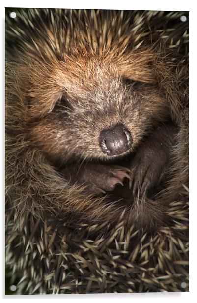 Cute Hedgehog Acrylic by Arterra 