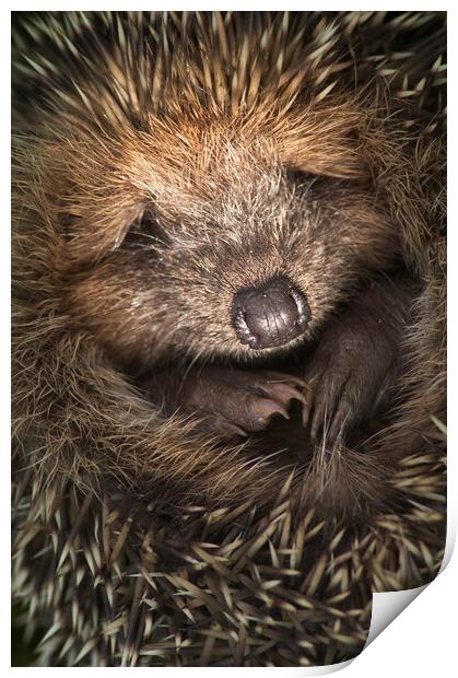 Cute Hedgehog Print by Arterra 