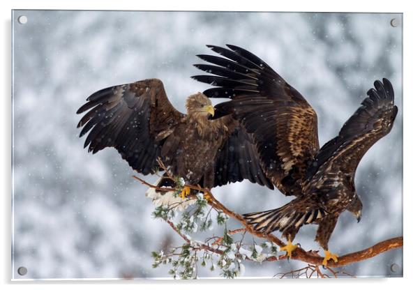 Two White-Tailed Eagles in Winter Acrylic by Arterra 