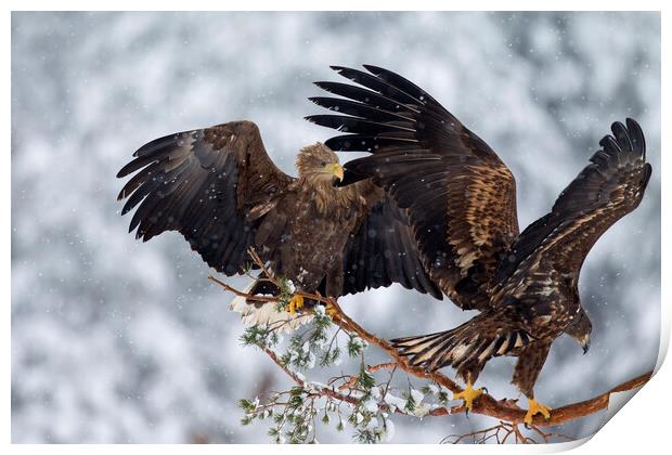 Two White-Tailed Eagles in Winter Print by Arterra 