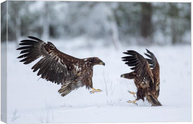 Two Fighting White-Tailed Eagles in winter Canvas Print by Arterra 