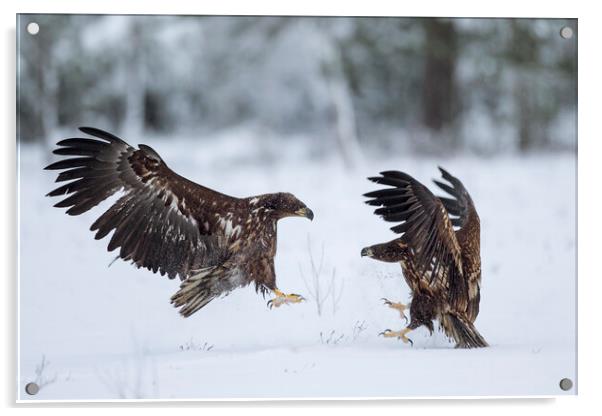 Two Fighting White-Tailed Eagles in winter Acrylic by Arterra 