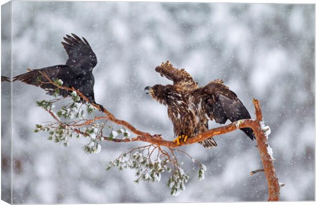 White-Tailed Eagle and Raven Canvas Print by Arterra 