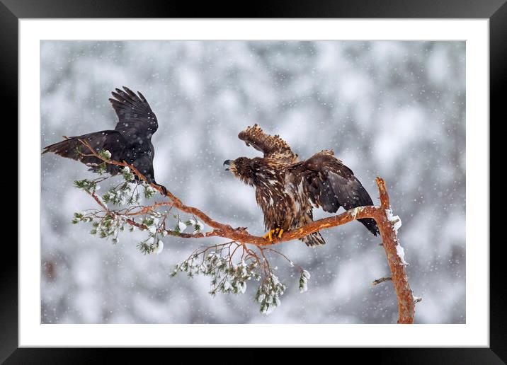 White-Tailed Eagle and Raven Framed Mounted Print by Arterra 