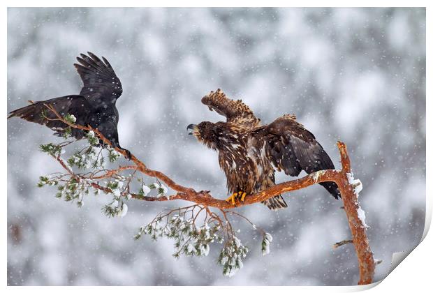 White-Tailed Eagle and Raven Print by Arterra 
