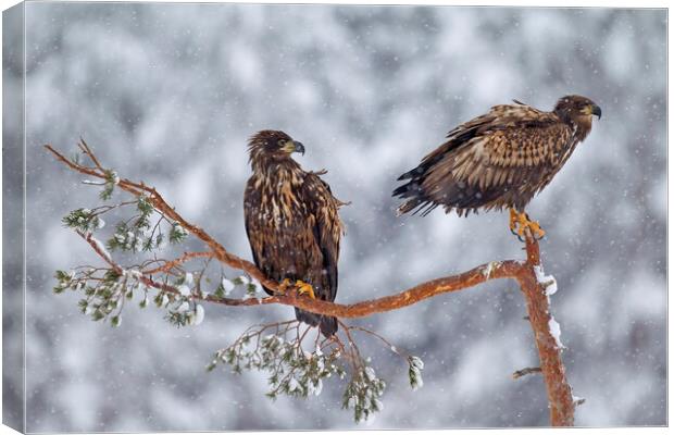 Two Young White-Tailed Eagles in winter Canvas Print by Arterra 