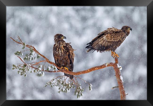 Two Young White-Tailed Eagles in winter Framed Print by Arterra 