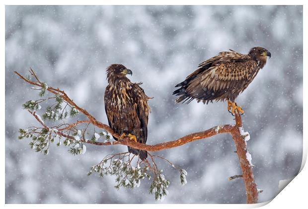 Two Young White-Tailed Eagles in winter Print by Arterra 
