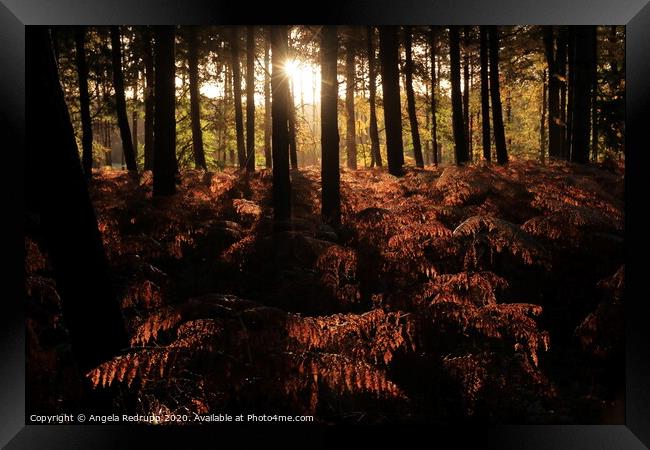 Woodland autumn sun Framed Print by Angela Redrupp