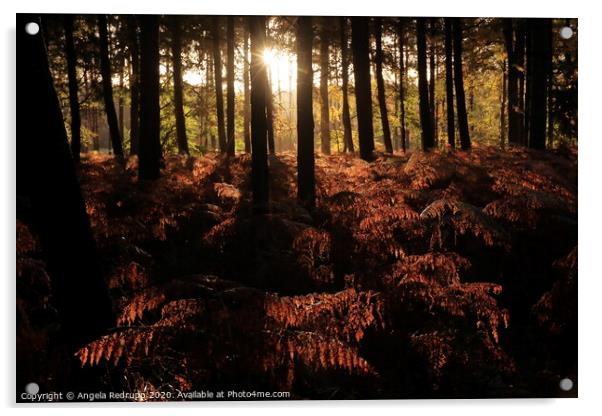Woodland autumn sun Acrylic by Angela Redrupp