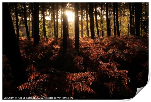 Woodland autumn sun Print by Angela Redrupp