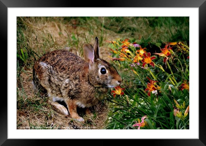 The Rabbit and Flowers Framed Mounted Print by Elaine Manley