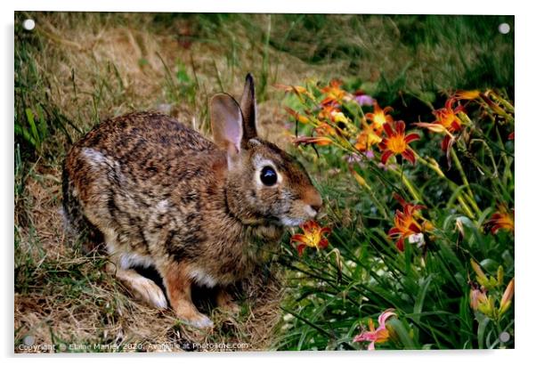 The Rabbit and Flowers Acrylic by Elaine Manley