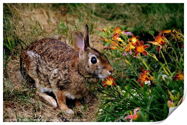 The Rabbit and Flowers Print by Elaine Manley