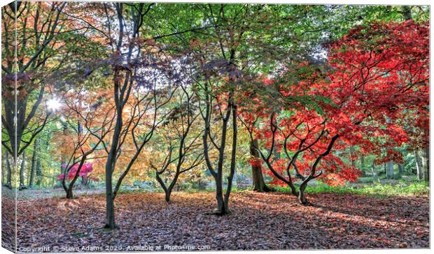 Autumn Colours Canvas Print by Steve Adams